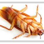 CockRoach